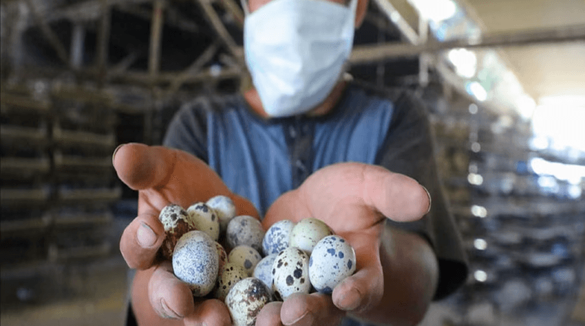 huevos