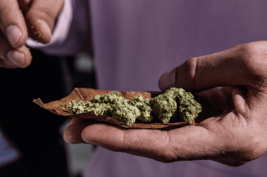 Flores de marihuana con olor distintivo, utilizadas en actividades recreativas y medicinales, son mostradas en una mano durante una característica presentación.