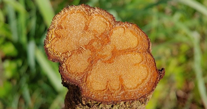 Raíz de jengibre cortada, planta medicinal y culinaria en campo verde, producto natural saludable, cultivo agrícola en Loreto Perú.