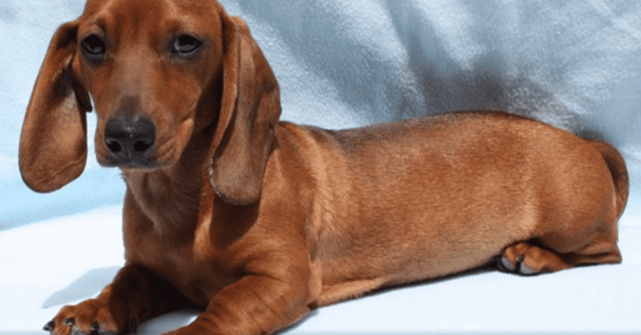 Perro dachshund de color marrón claro en una cama, raza pequeña y juguetona, ideal para familias y mascotas.