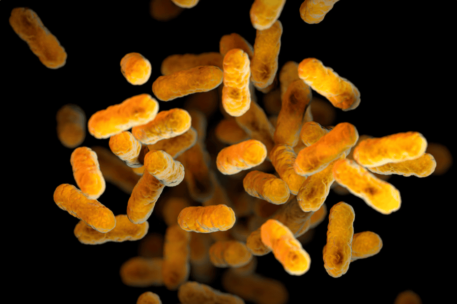 Microorganismos en medio agar para análisis microbiológico en laboratorio Loreto Noticias.