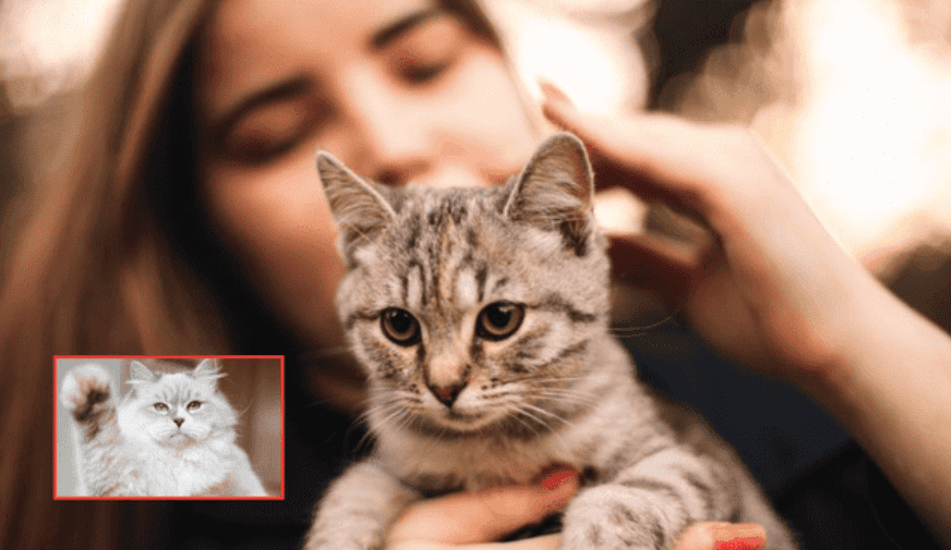 Gatito gris con mujer acariciándolo, imagen de mascotas en Loreto Noticias.
