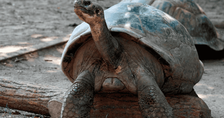 Lindo galápago gigante recorriendo su hábitat natural en Loreto, Perú, en conservación de especies en peligro de extinción.
