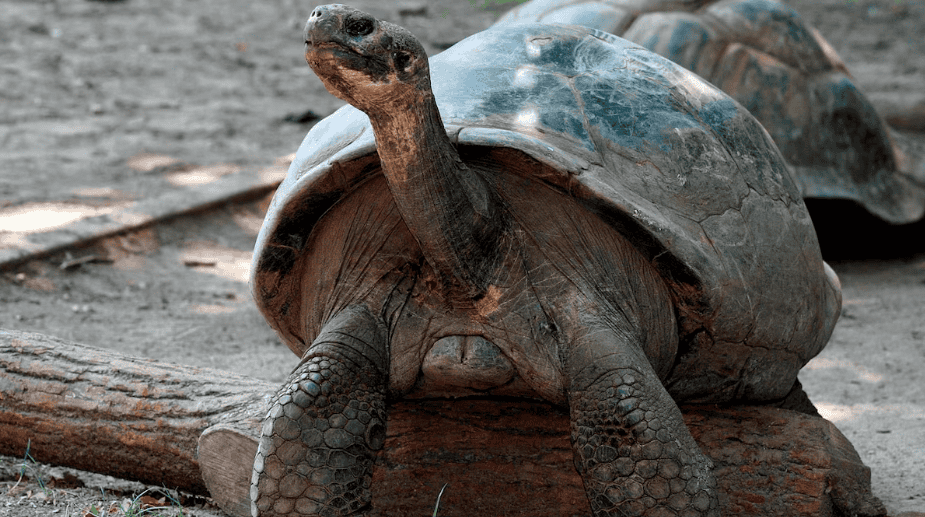 Lindo galápago gigante recorriendo su hábitat natural en Loreto, Perú, en conservación de especies en peligro de extinción.