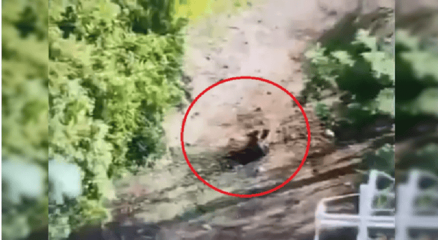 Perro en estado salvaje en un entorno natural en Loreto, Perú, capturado en un video de Loreto Noticias.
