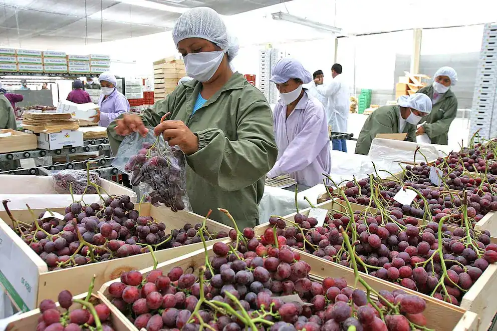 Jefa de empaque de uvas en planta de procesamiento, trabajadores con uniforme de protección, en un entorno de producción agrícola, enfocando en la calidad y cuidado del fruto en Loreto.
