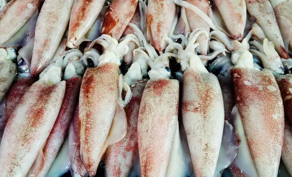 Calamares frescos en venta en Loreto, Perú, ideales para la preparación de platillos típicos marinos. Calidad y frescura garantizadas en los pescados y mariscos del norte peruano.