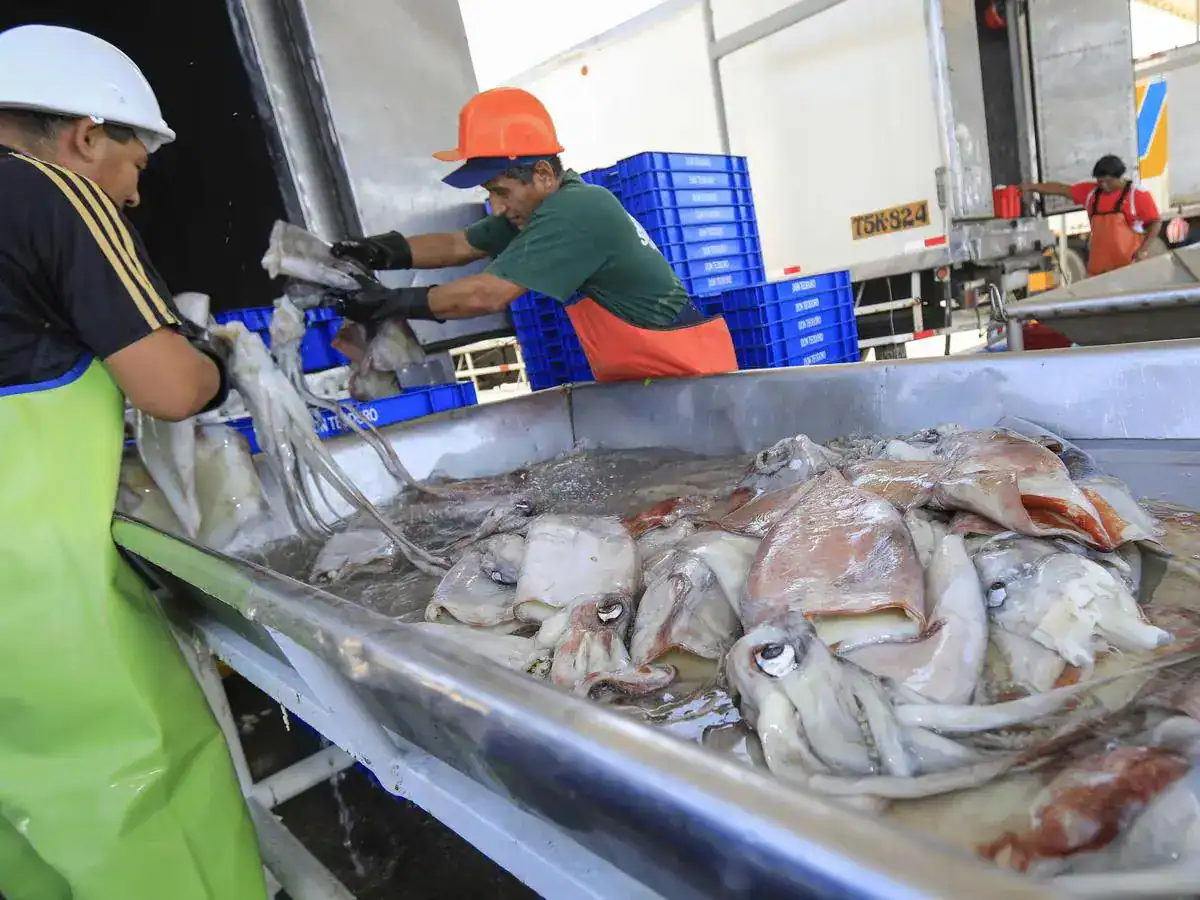 Cosecha y procesamiento de calamares en el puerto de Loreto, Perú, con trabajadores en uniforme seleccionando y limpiando calamares frescos para la venta y distribución local.