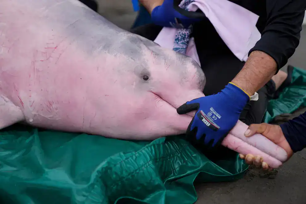 Atractivo de ejemplo para SEO.